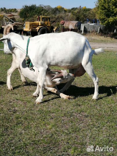 Заанинские козлики