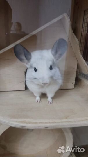 Шиншилла