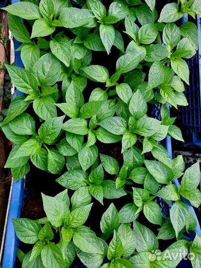 Рассада перца