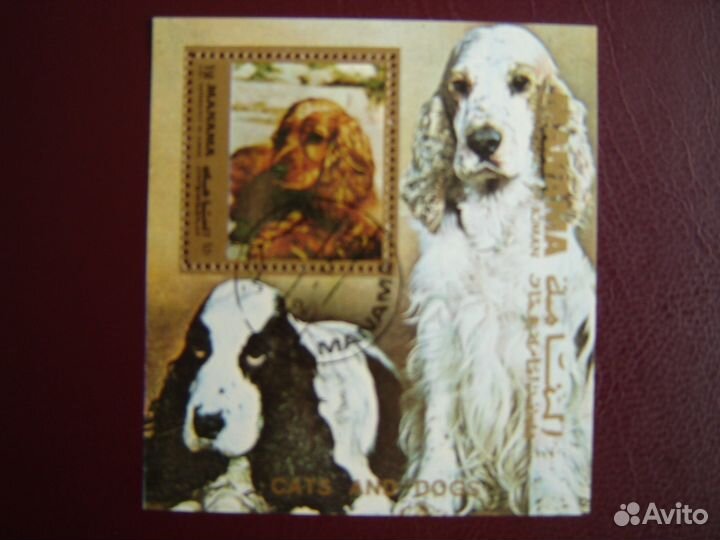 Фауна.Собаки