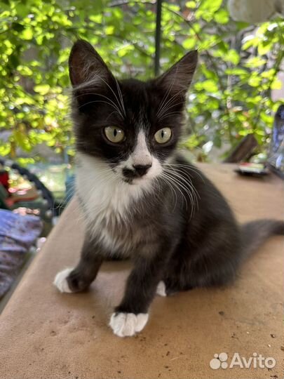 Котенок (мальчик,дворняжка)