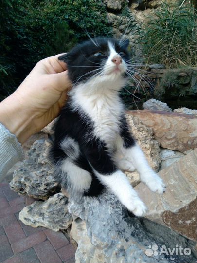 Котята в смокингах