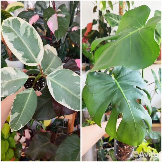 Комнатные растения