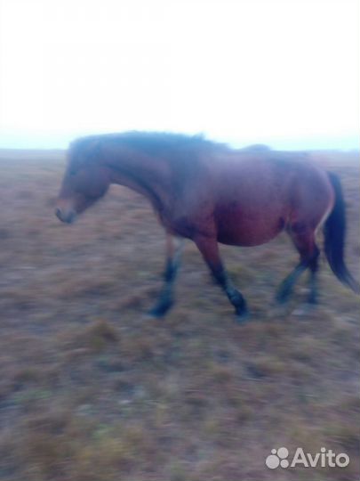 Продам быков и лошадь с жеребенка