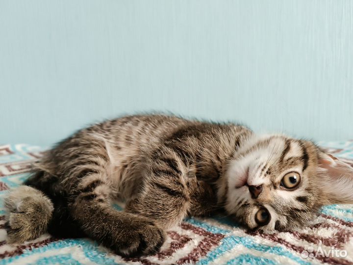 Отдам котят в добрые руки