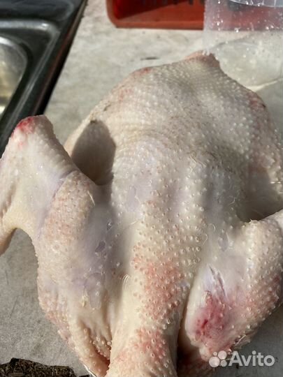 Бройлер,вывод под заказ,круглый год