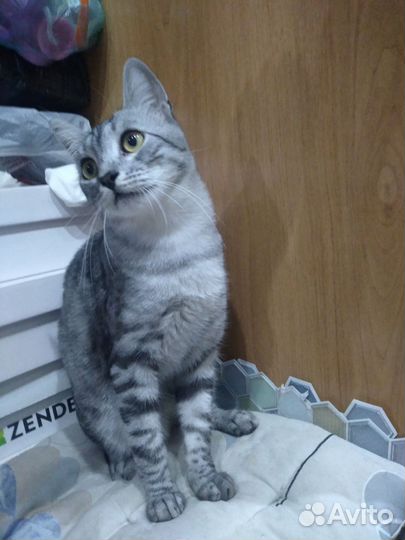 Котики в добрые руки