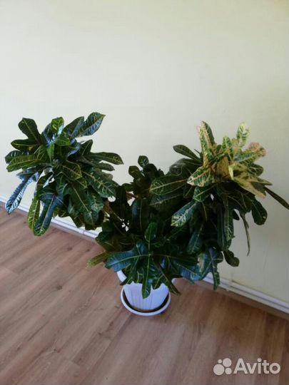 Комнатные цветы