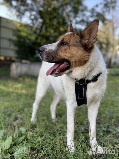 35 кг счастья пропадают в приюте