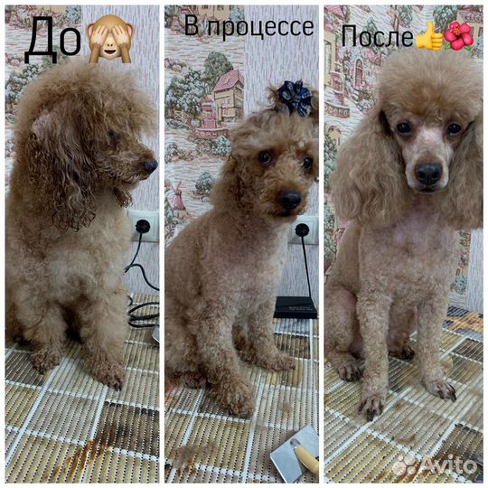 Стрижка собак. Груминг