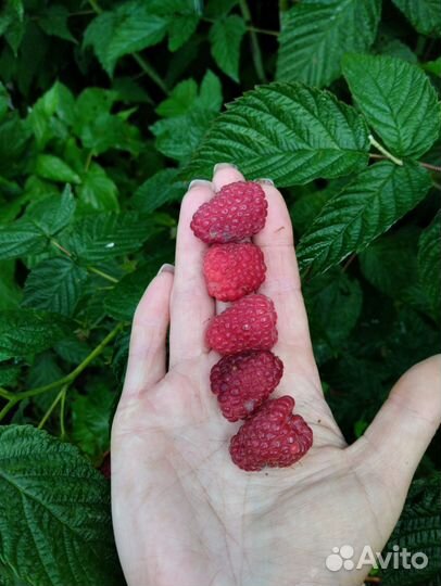 Ремонтантная малина