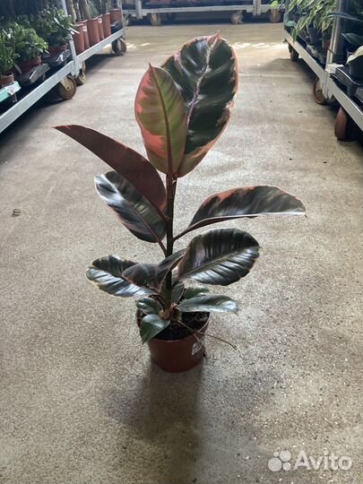 Фикусы разные виды