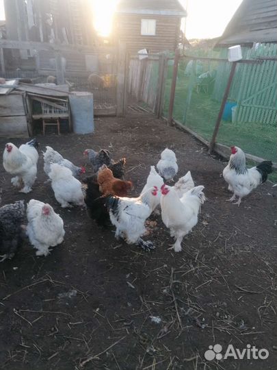 Яйца на инкубацию