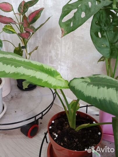 Филодендрон