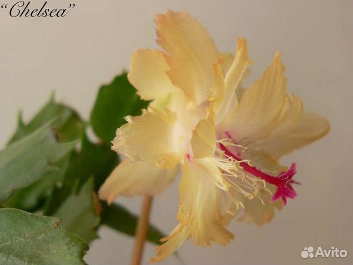 Декабрист шлюмбергера