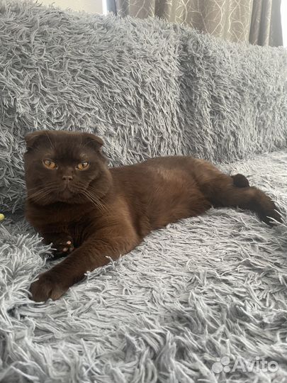 Шотландский кот вязка