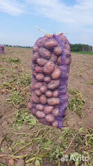 Картофель урожай 2023г