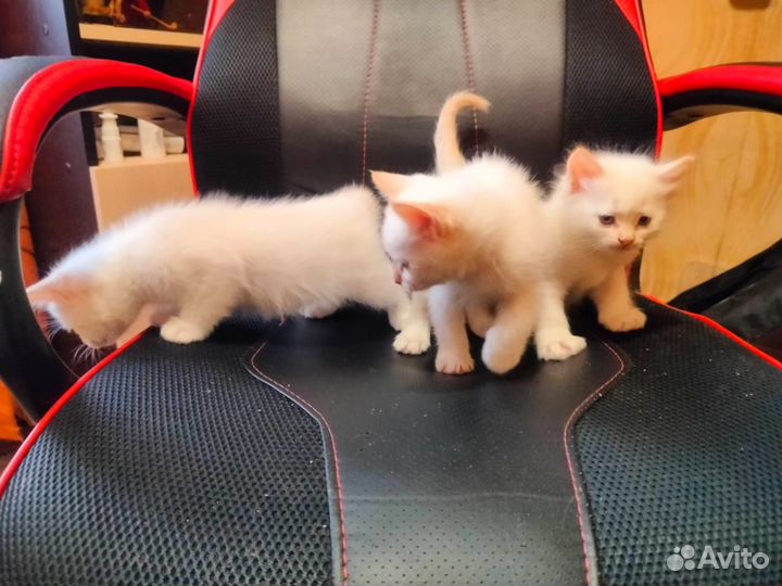 Отдам котят в хорошие руки