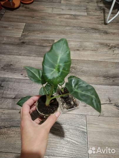 Алоказия Регал Шилдс