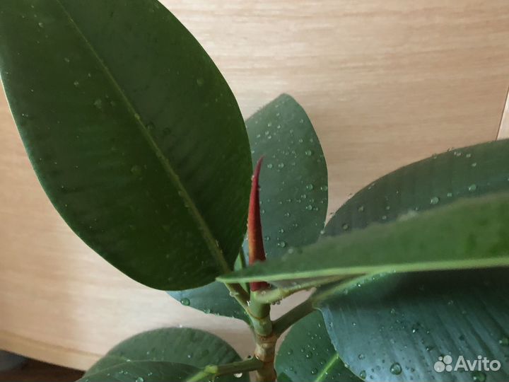 Фикус чистит воздух:) Детёныши фикус