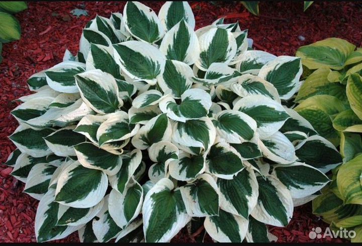 Хоста Патриот