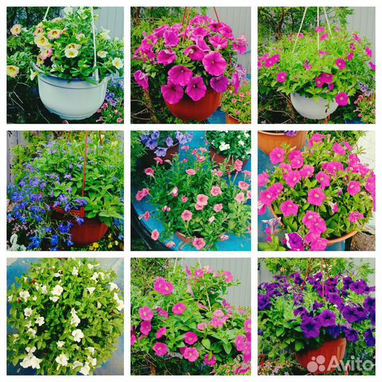 Цветы в кашпо и рассада