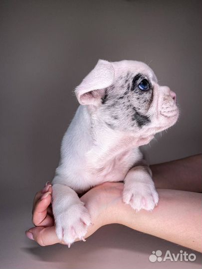 Щенки французского бульдога