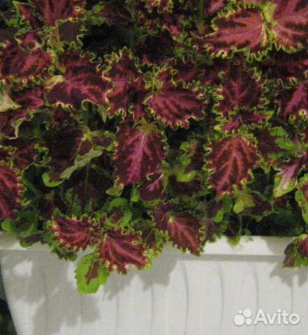 Колеус махроволистный - продам или обменяю