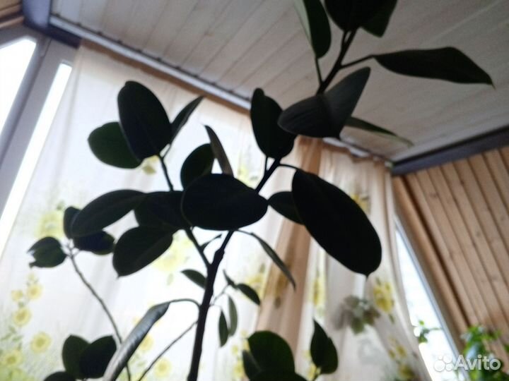 Фигусы каучуковый разной высоты