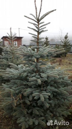 Посадка растений. Пересадка крупномеров