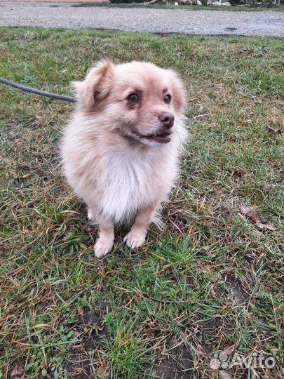 В добрые руки