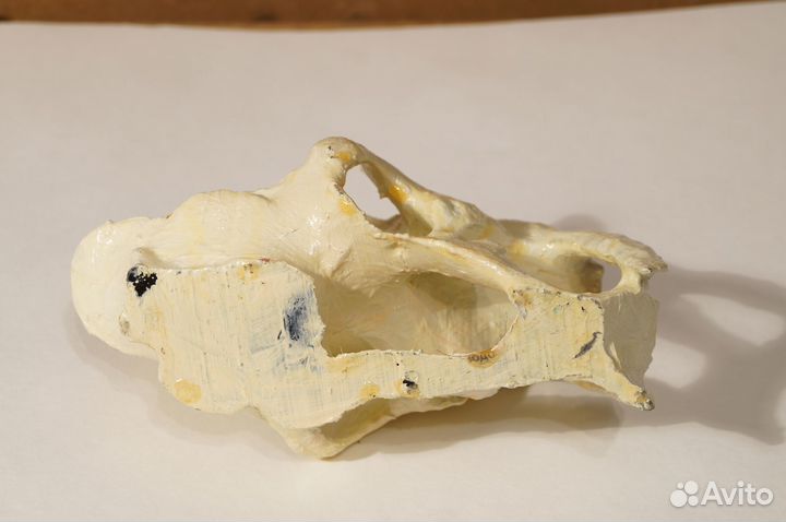 Череп саблезубого тигра, пластик