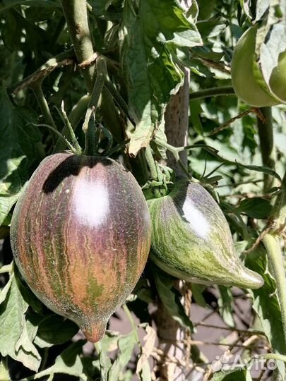 Рассада помидоров томатов