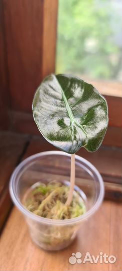 Детка от вариегатной мамы