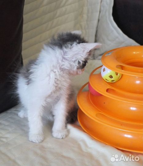 Да маленьких серых котенка 1,5 месяца в дар