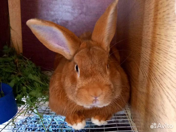 Мясо кролика (Халяль) Доставка Бесплатная