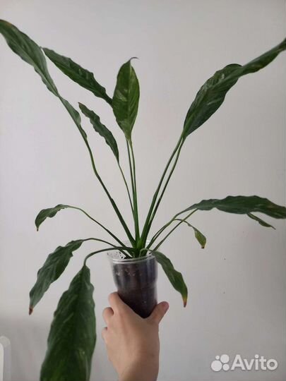 Спатифиллум вариегатный gemini