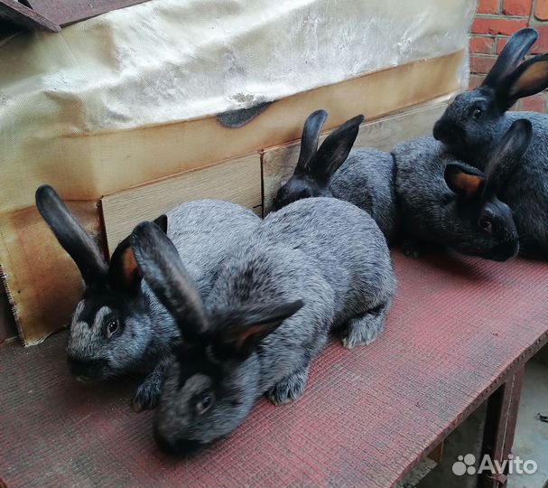 Кролики полтавское серебро