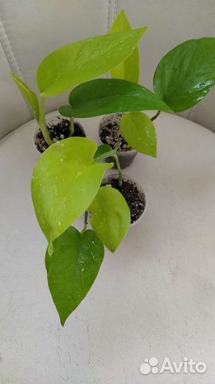 Комнатные растения