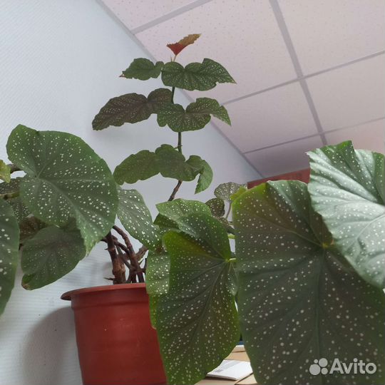 Бегония королевская, декоративно лиственая