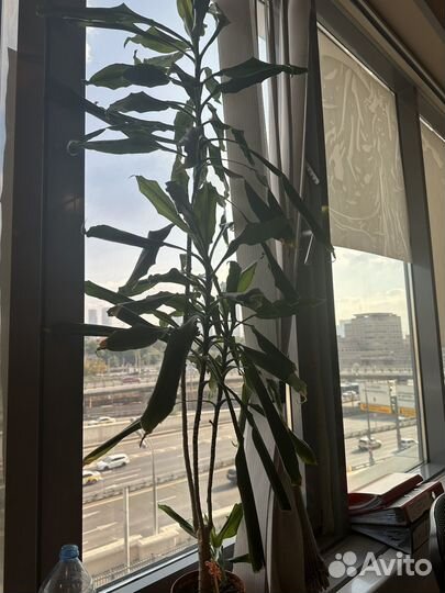 Хоста взрослое растение