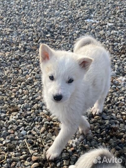 Щенки лайки породистые