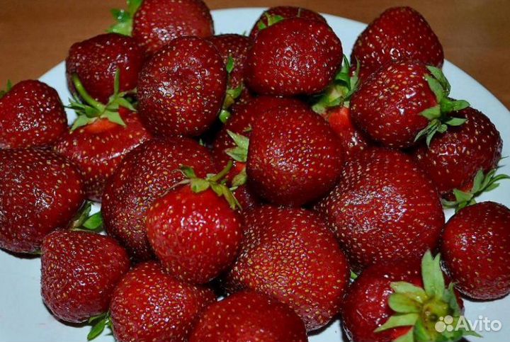 Рассада ремонтантной клубники и др.садовых культур