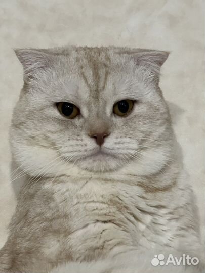 Вязка шотландец ищет даму