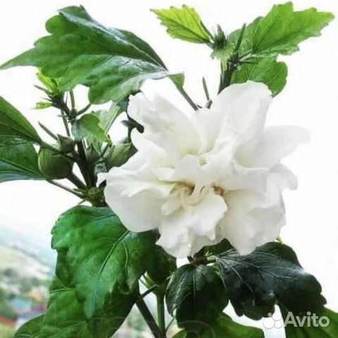 Комнатные растения