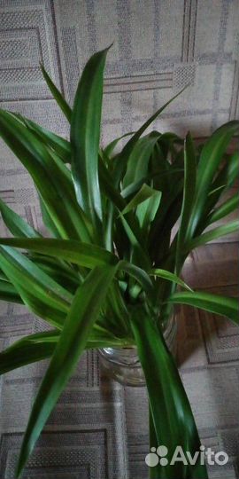 Хлорофитум