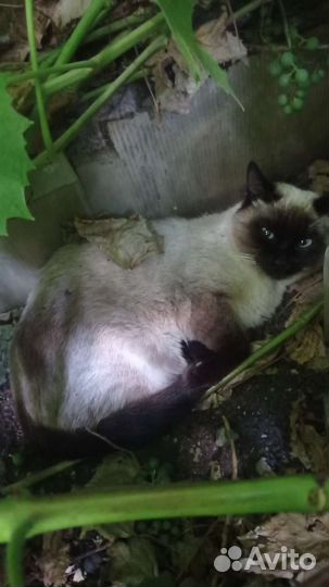 Потярялся кот
