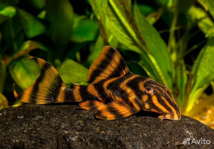 Аквариумные рыбки