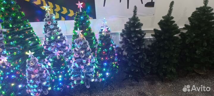 Можжевельник