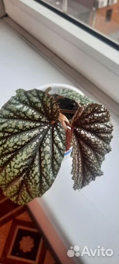 Бегония декоративно лиственная